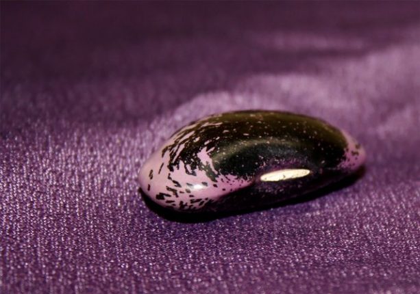紫花豆
