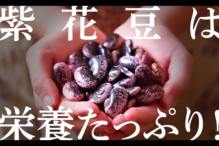 紫花豆は栄養たっぷり！のアイキャッチ画像