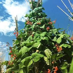 花豆 通販 信州産紫花豆 甘煮レシピも