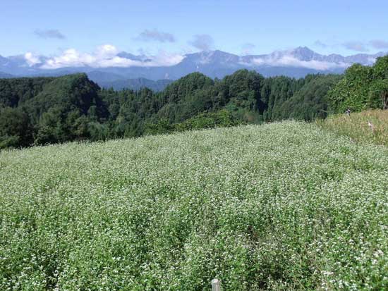 長野県上水内郡中条村を拠点に無農薬・無化学肥料栽培に取り組んでいる有限会社「まごころふれあい農園」