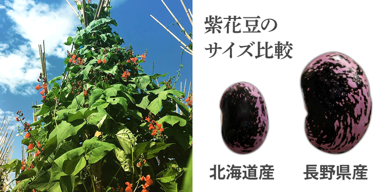 紫花豆の花　紫花豆のサイズ比較　北海道産　長野県産