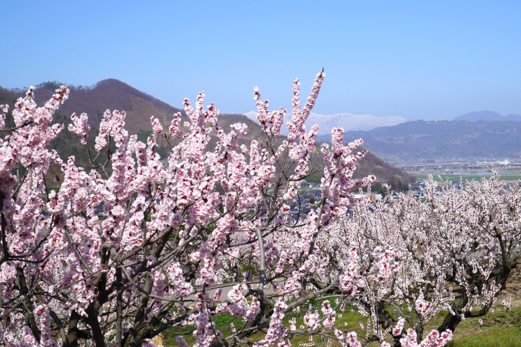 長野県千曲市の杏の花